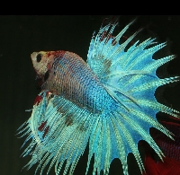CrownTail